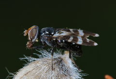 Herina frondescentiae
