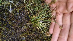 Carex incurviformis