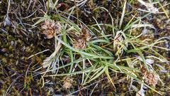 Carex incurviformis