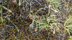 Carex incurviformis