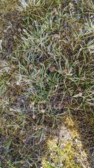 Carex incurviformis