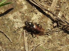 Chalcosyrphus nemorum