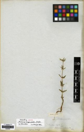 Spermacoce ocymifolia
