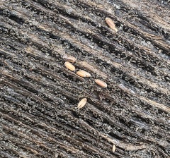 Armadilloniscus ellipticus