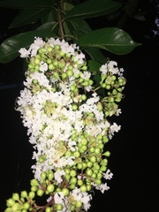 Lagerstroemia indica