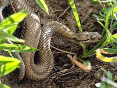 Asp Viper photo 4