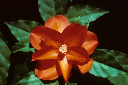 Leuenbergeria bleo