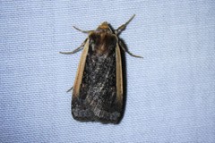 Abagrotis bimarginalis