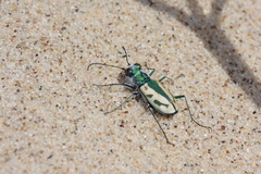 Cicindela limbata limbata