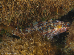 Symphodus doderleini