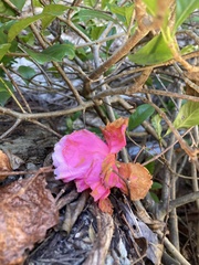 Apocynoideae