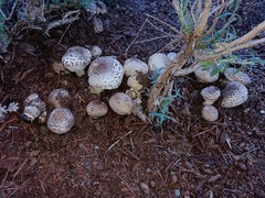 Chlorophyllum rhacodes