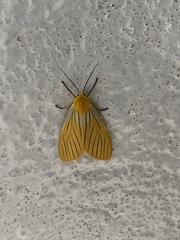 Pseudischnocampa nervosa