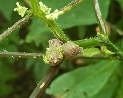 Dasineura involuta