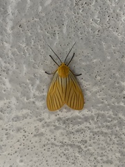 Pseudischnocampa nervosa