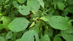 Dasineura involuta