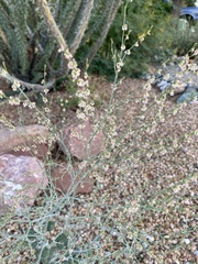 Eriogonum polycladon