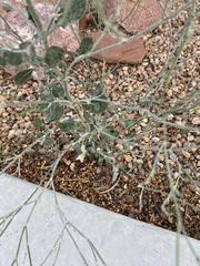 Eriogonum polycladon