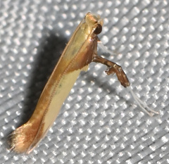 Caloptilia superbifrontella