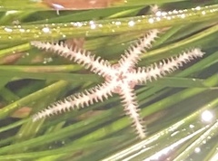 Ophiactoidea