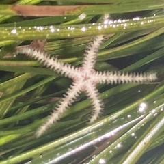 Ophiactoidea