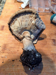 Chlorophyllum rhacodes