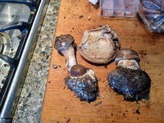 Chlorophyllum rhacodes