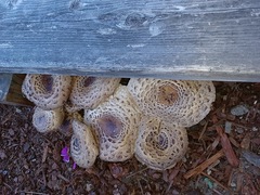 Chlorophyllum rhacodes