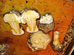 Chlorophyllum rhacodes
