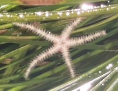 Ophiactoidea