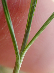 Carex incurviformis