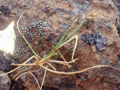 Carex incurviformis