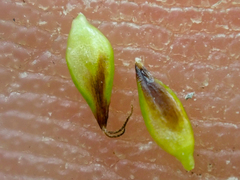 Carex incurviformis