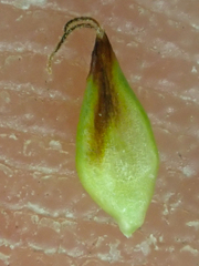 Carex incurviformis