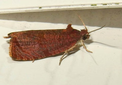 Evora hemidesma