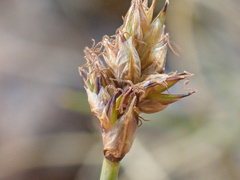 Carex incurviformis