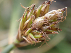 Carex incurviformis