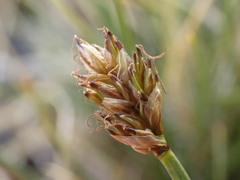 Carex incurviformis