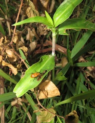 Coleotrype natalensis