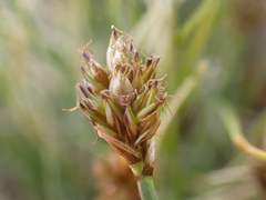 Carex incurviformis