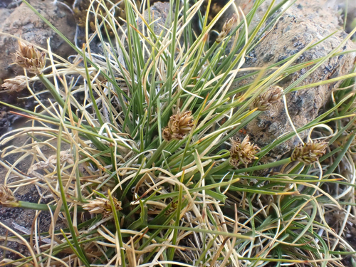 Carex incurviformis