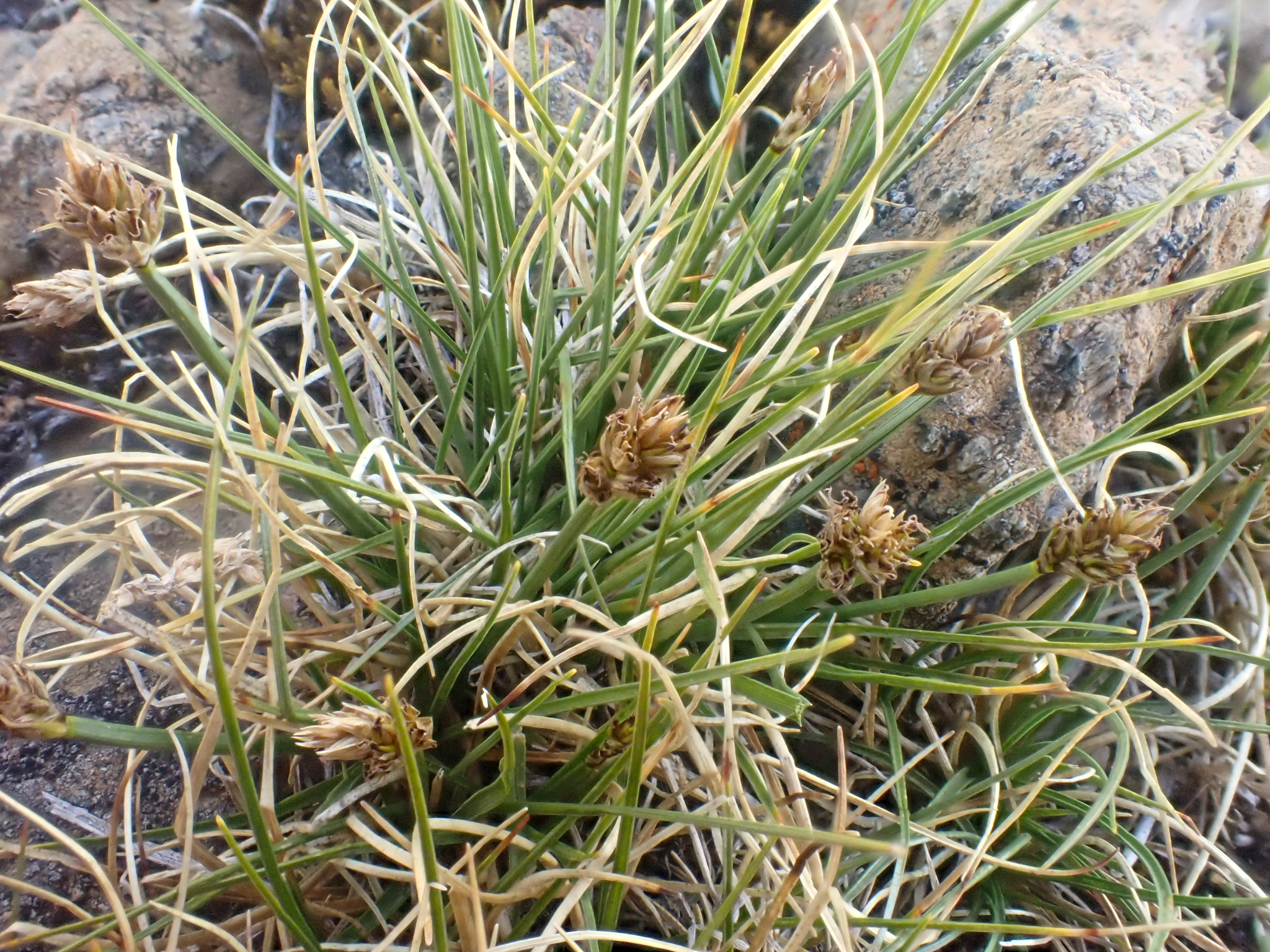 Carex incurviformis