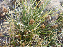 Carex incurviformis
