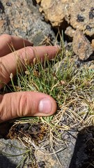 Carex incurviformis