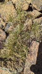Carex incurviformis