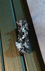 Syngrapha rectangula