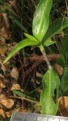 Coleotrype natalensis