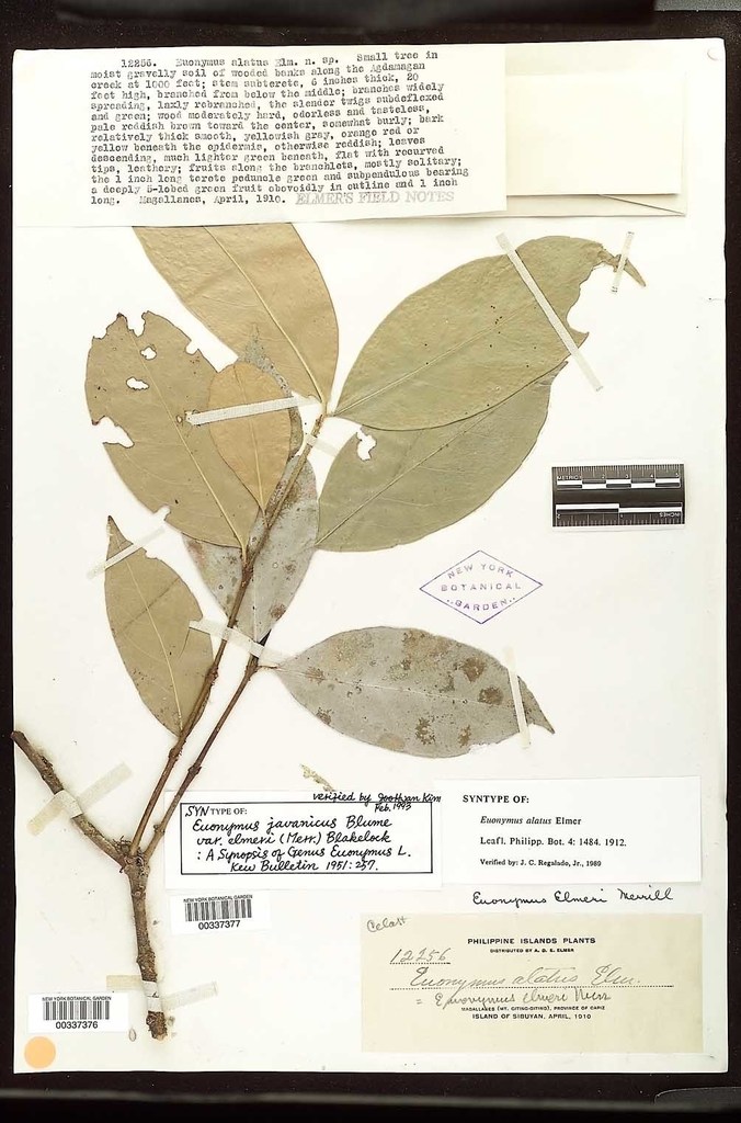 Euonymus javanicus