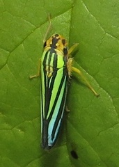 Poecilocarda cosmopolita