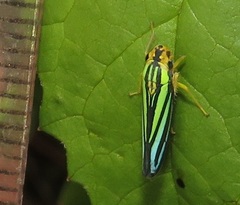 Poecilocarda cosmopolita